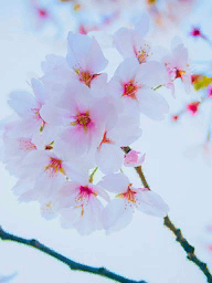 Kelime Gezmece Seul Sakura Seviye 2 Cevapları