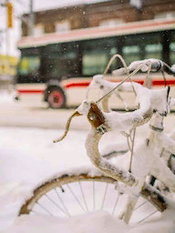 Kelime Gezmece Toronto Kar Cevapları
