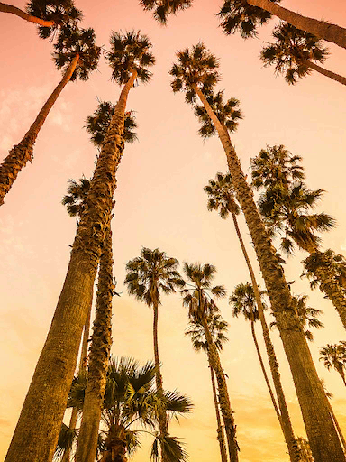 Kelime Gezmece Los Angeles Palmİye Cevapları